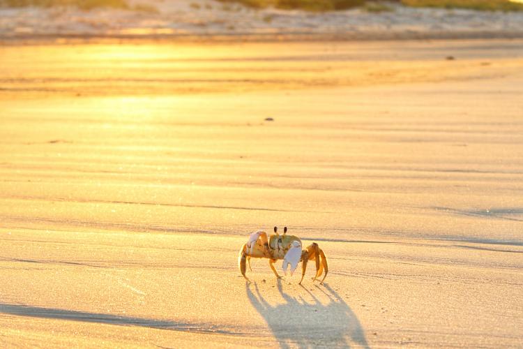 crab-beach